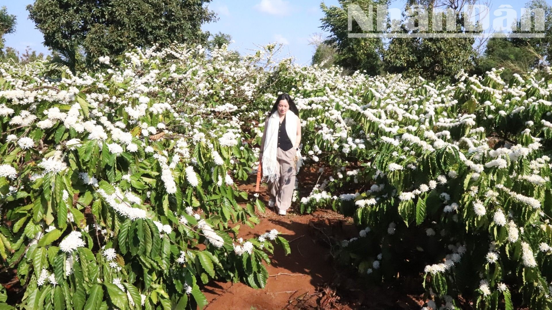 【写真】中央高地のコーヒーの花の香りと色に酔いしれる（写真3）