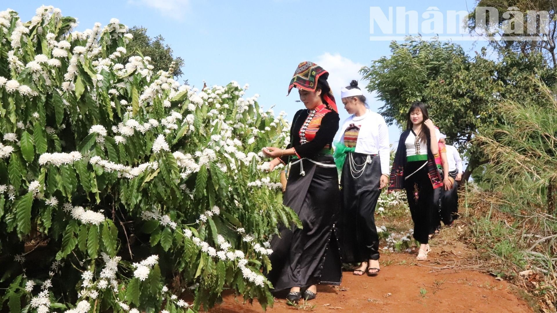 【写真】中央高地のコーヒーの花の香りと色に酔いしれる（写真8）