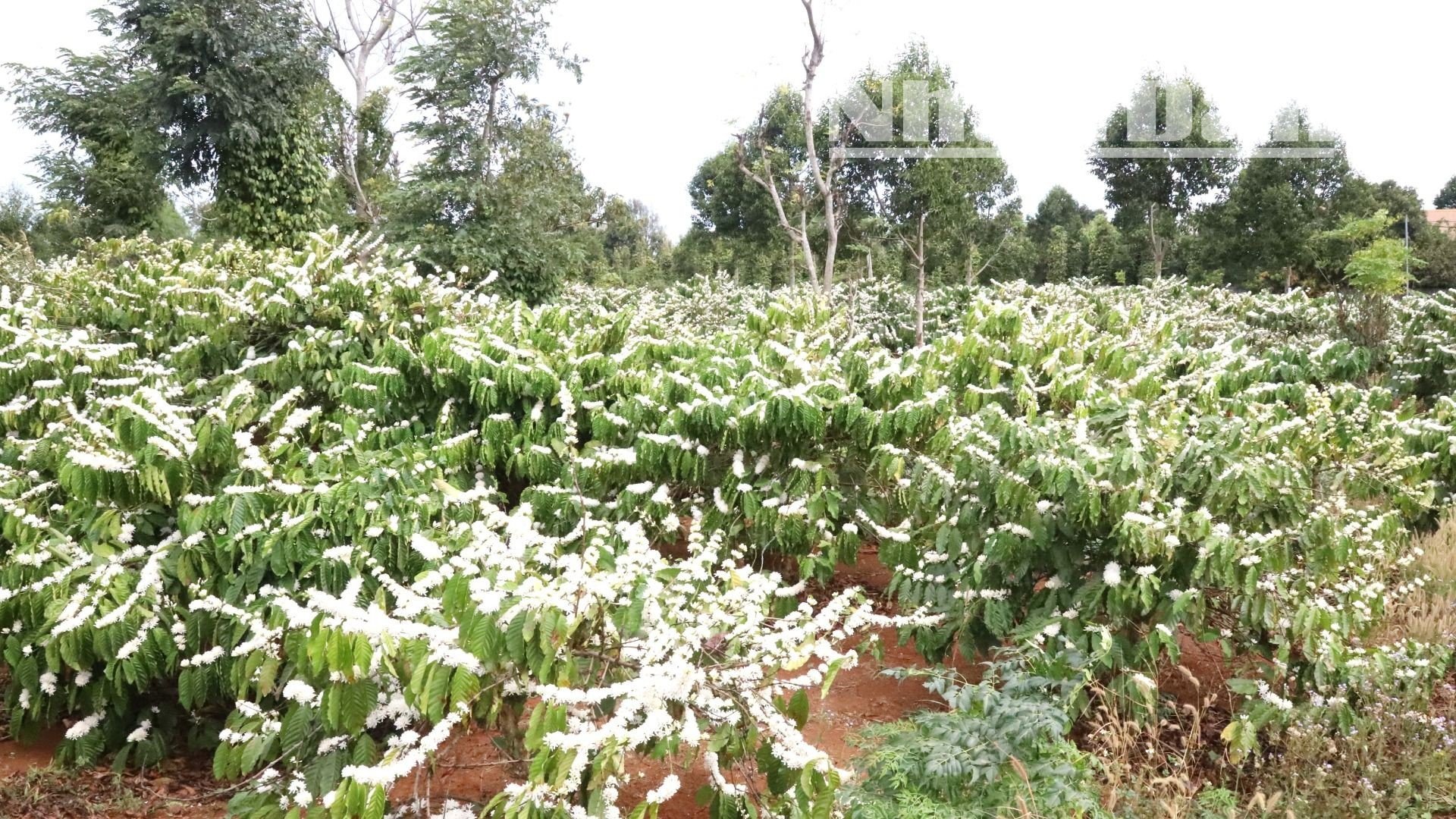 【写真】中央高地のコーヒーの花の香りと色に酔いしれる（写真1）