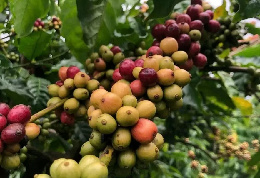 Giá cà phê Robusta chạm mức cao nhất vượt 5.800 USD/tấn