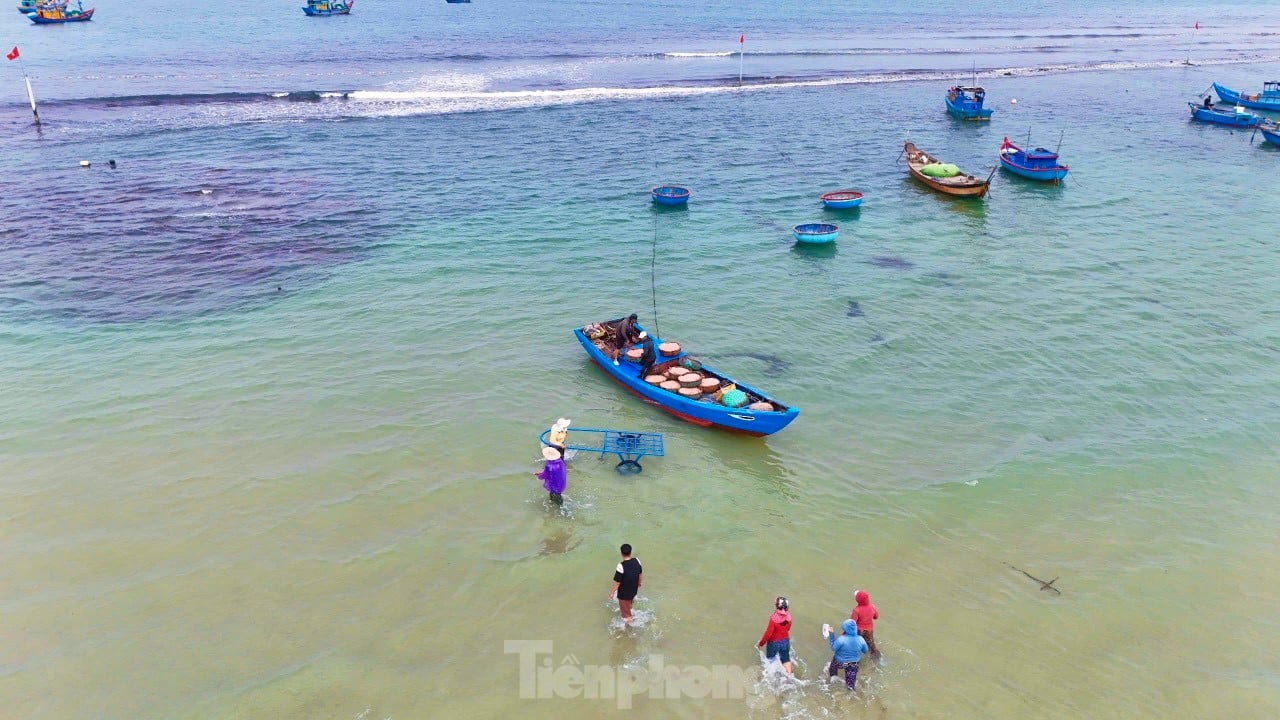 Les pêcheurs de Quang Ngai ont une récolte abondante de crevettes de mer, « gagnant bien » des millions de dongs chaque jour. Photo 3