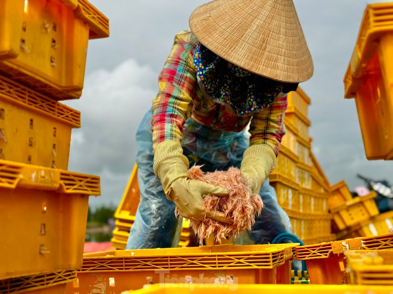 Les pêcheurs de Quang Ngai ont une récolte abondante de crevettes de mer, « gagnant bien » des millions de dongs chaque jour. Photo 22