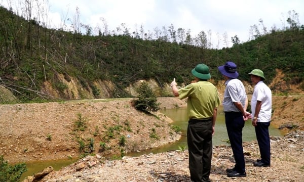 “En febrero de 2025, las unidades y los propietarios de bosques deberán presentar solicitudes para liquidar los bosques plantados dañados por la tormenta Yagi”.