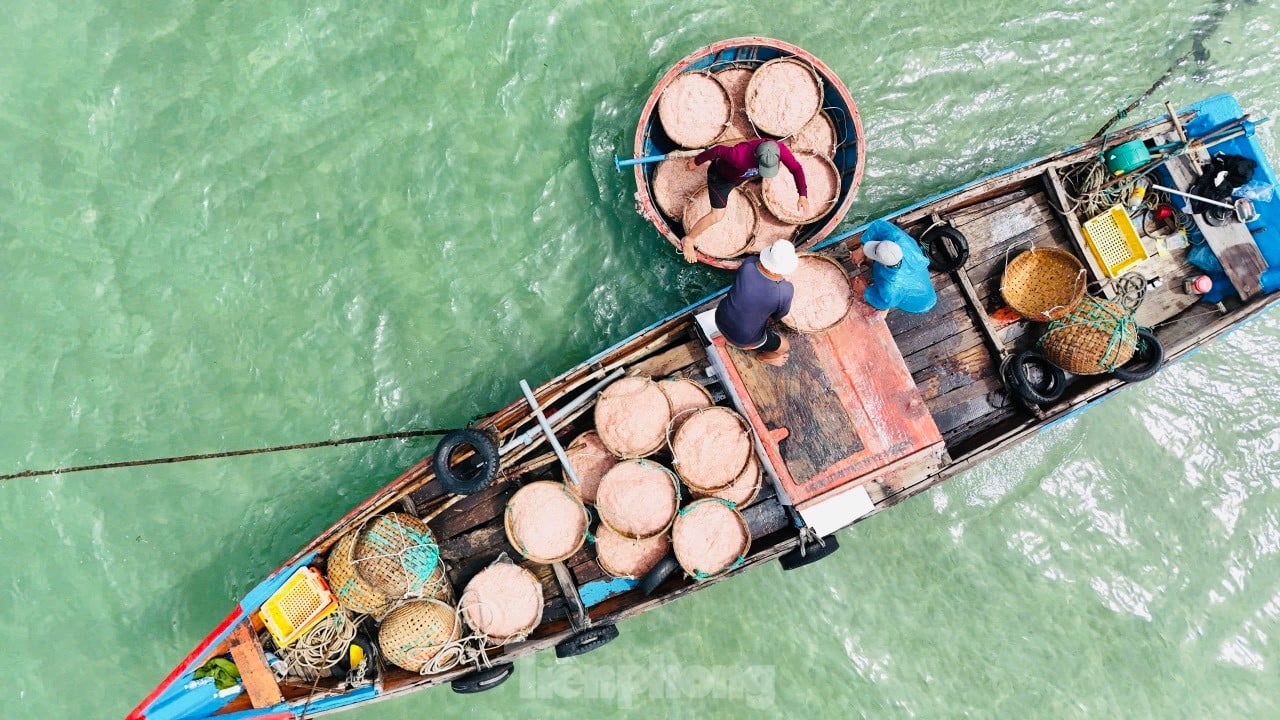 Les pêcheurs de Quang Ngai ont une récolte abondante de crevettes de mer, « gagnant bien » des millions de dongs chaque jour. Photo 30