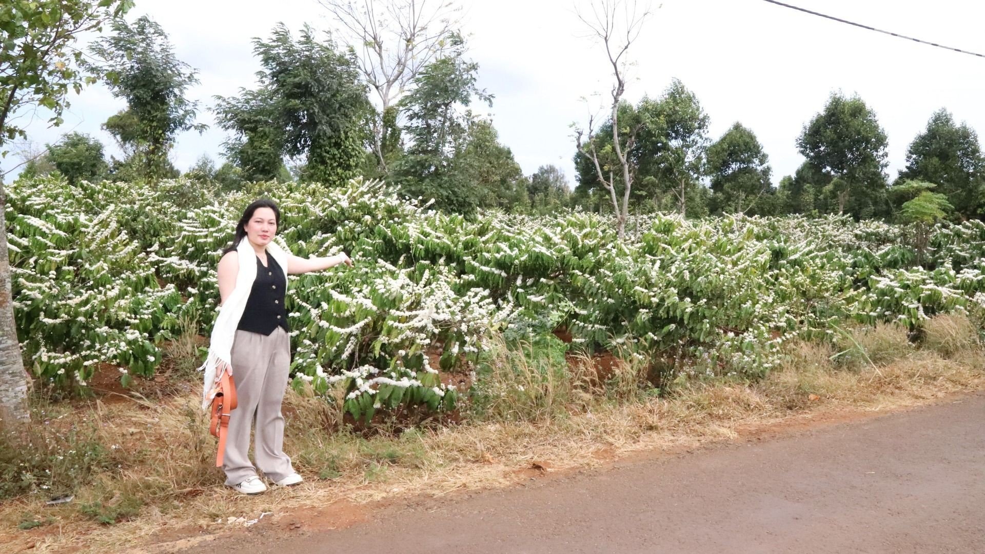 【写真】中央高地のコーヒーの花の香りと色に酔いしれる（写真2）
