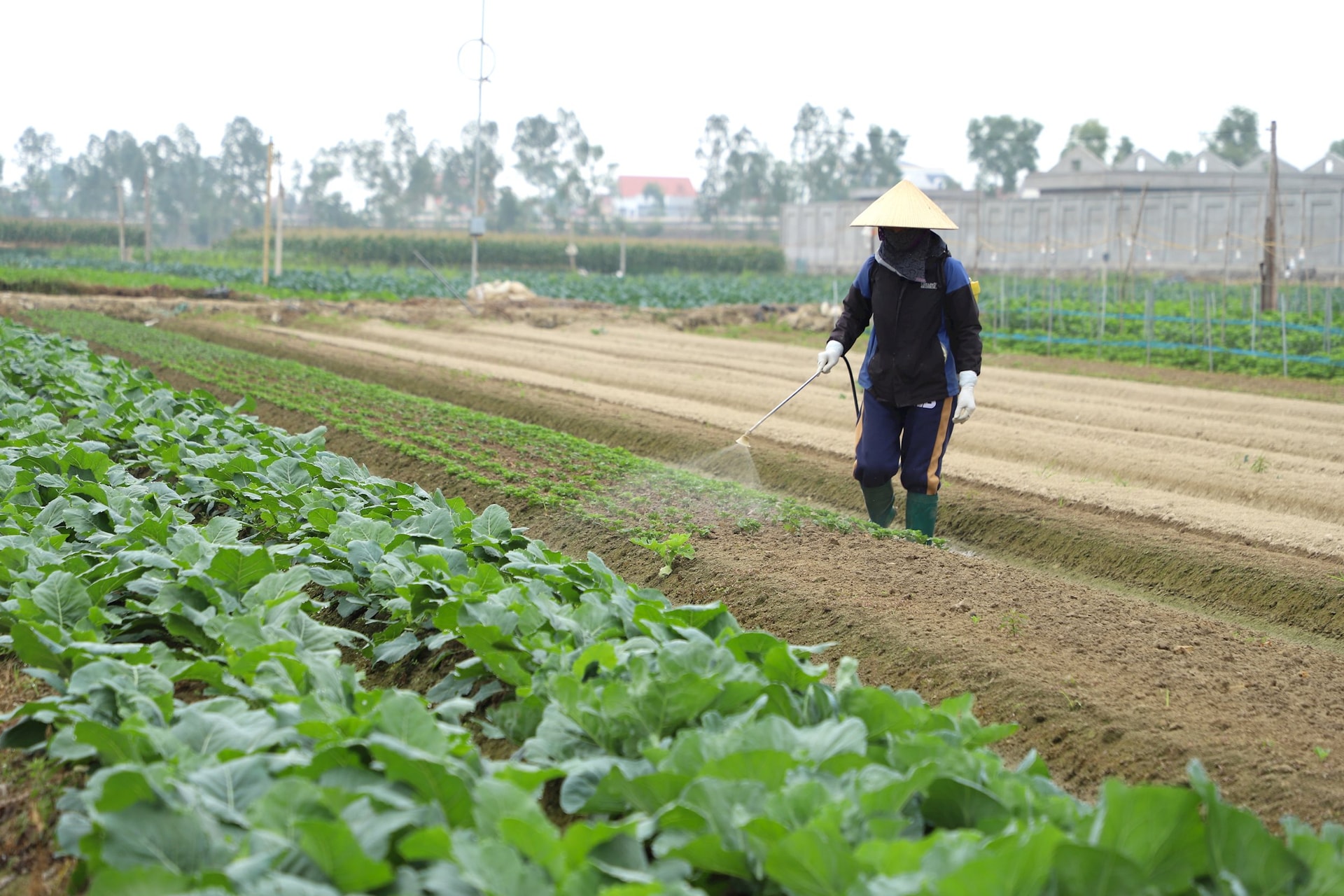 Hai Duong fait pousser des légumes plus rapidement que l'année dernière