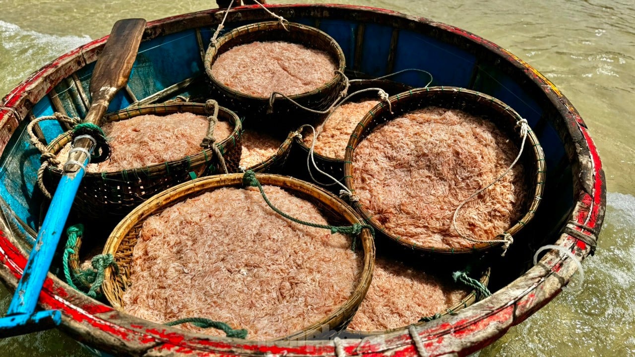 Les pêcheurs de Quang Ngai ont une récolte abondante de crevettes de mer, « gagnant bien » des millions de dongs chaque jour. Photo 10