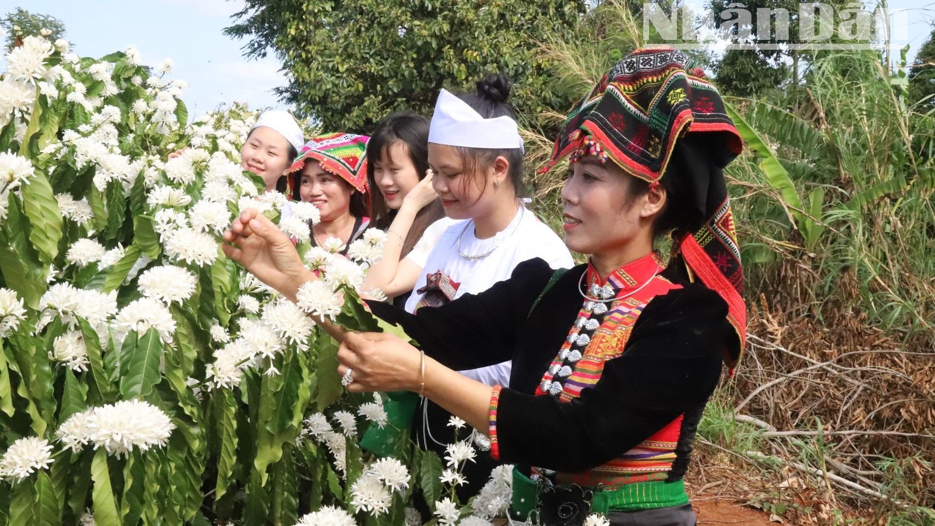 【写真】中央高地のコーヒーの花の香りと色に酔いしれる（写真9）