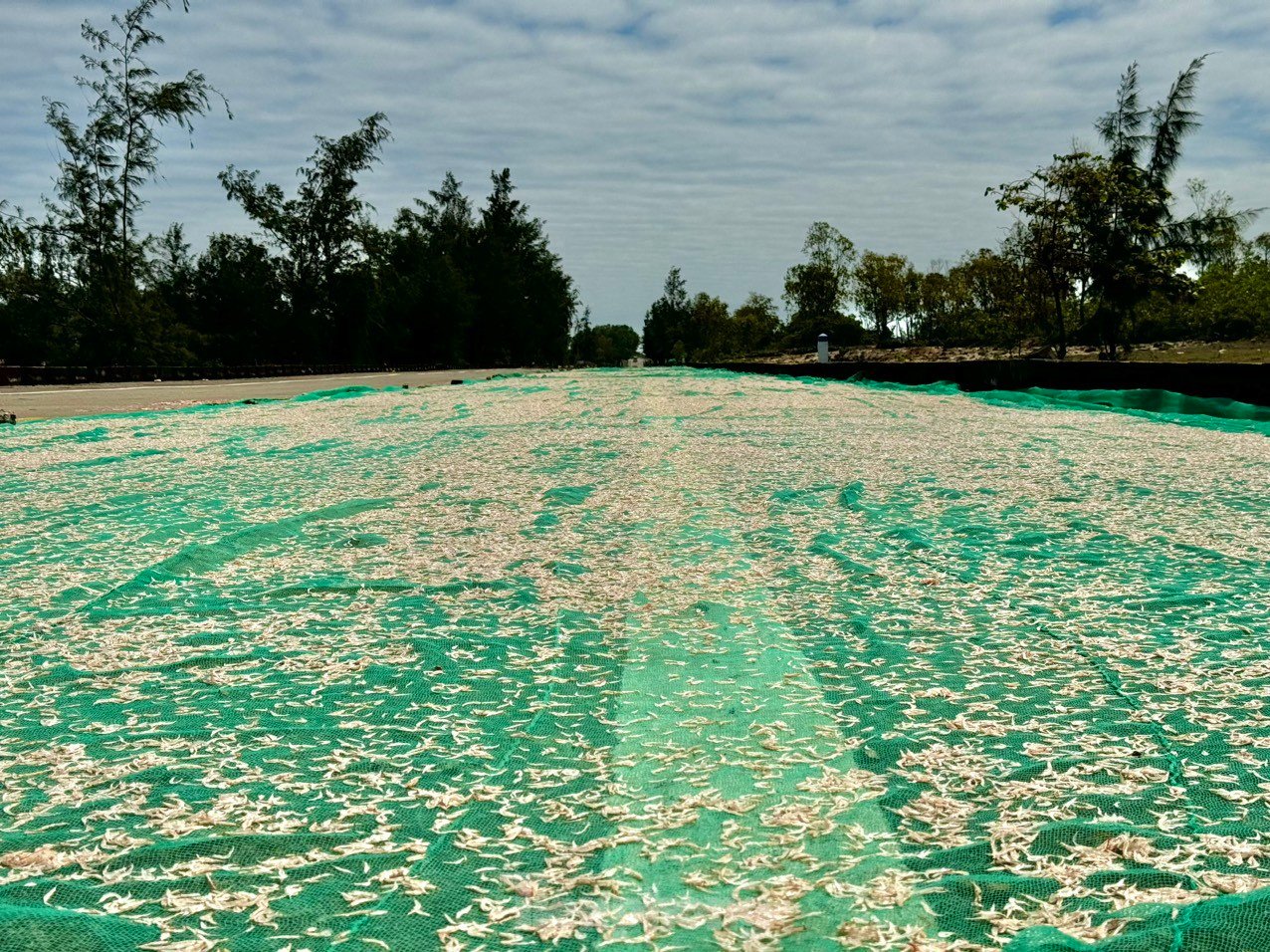 Les pêcheurs de Quang Ngai ont une récolte abondante de crevettes de mer, « gagnant bien » des millions de dongs chaque jour. Photo 27