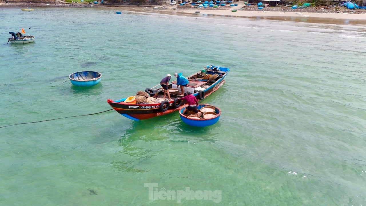 Les pêcheurs de Quang Ngai ont une récolte abondante de crevettes de mer, « gagnant bien » des millions de dongs chaque jour. Photo 2