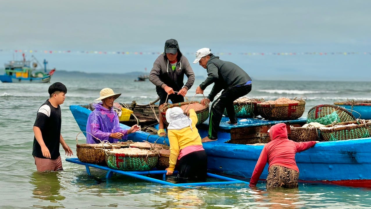 Les pêcheurs de Quang Ngai ont une récolte abondante de crevettes de mer, « gagnant bien » des millions de dongs chaque jour. Photo 5