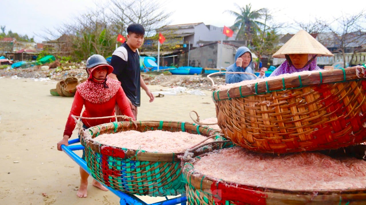 Les pêcheurs de Quang Ngai ont une récolte abondante de crevettes de mer, « gagnant bien » des millions de dongs chaque jour. Photo 18