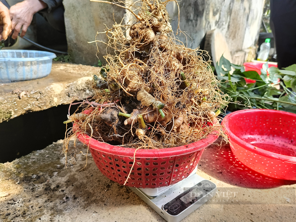 Cây thuốc được người dân Tây Bắc giấu kỹ trong rừng, thu được cả củ, thân, lá bán đến trên 40 triệu đồng/kg - Ảnh 10.