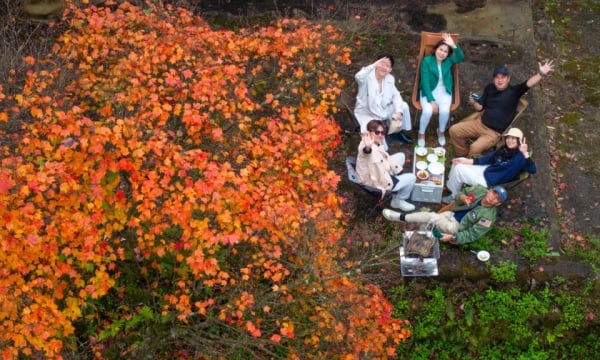 La saison des feuilles d'érable dans la forêt de Bach Ma