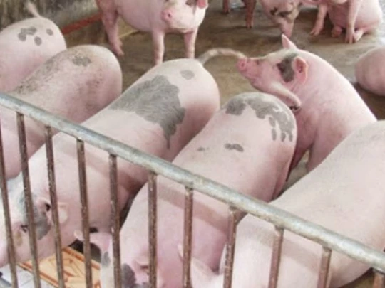 Pig price on February 17, 2025: Strong upward trend after a series of sideways days