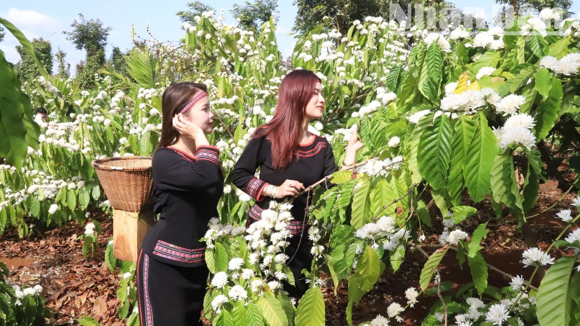 【写真】中央高地のコーヒーの花の香りと色に酔いしれる（写真7）