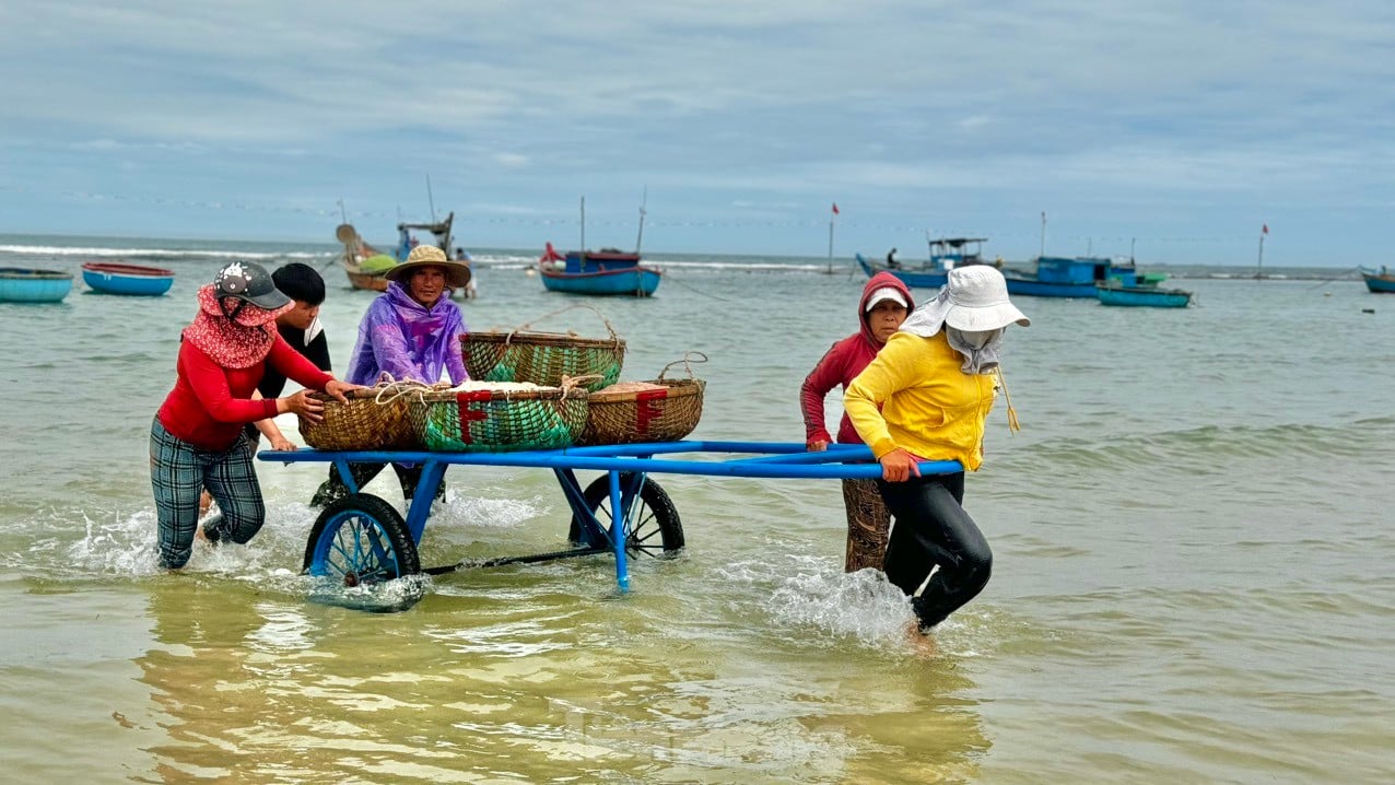 Les pêcheurs de Quang Ngai ont une récolte abondante de crevettes de mer, « gagnant bien » des millions de dongs chaque jour. Photo 23