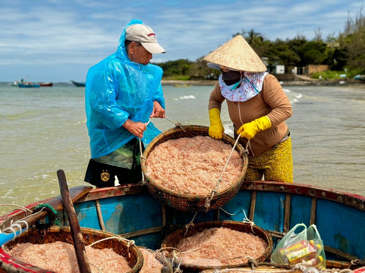 Les pêcheurs de Quang Ngai ont une récolte abondante de crevettes de mer, « gagnant bien » des millions de dongs chaque jour. Photo 14