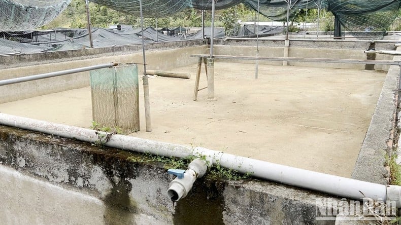 La « capitale » des poissons d'eau froide de Lam Dong est en difficulté car la source d'eau du ruisseau s'épuise progressivement. Photo 1