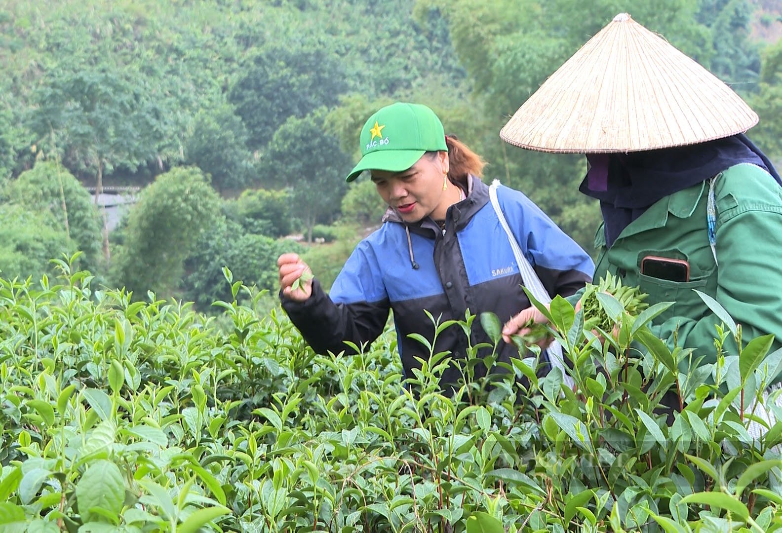 VIDEO: Chè Phiêng An giúp cả thôn người Dao ở Bắc Kạn thoát nghèo - Ảnh 1.