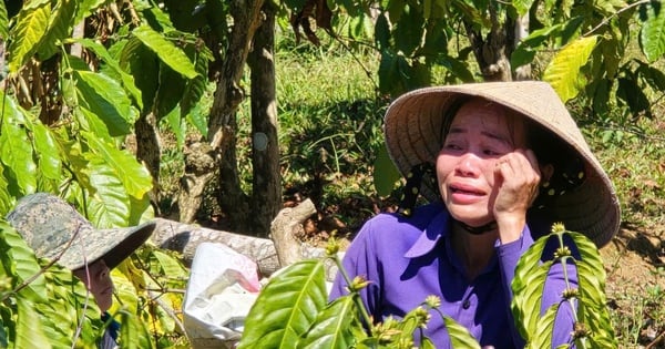 ¿Cuñado destruyó plantación de café para que su cuñada pudiera tener una aventura?