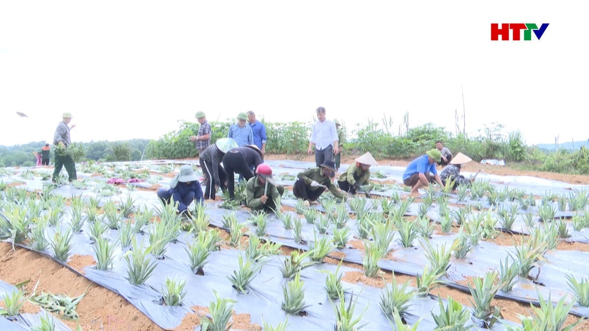 Ha Tinh cultiva más de 180 hectáreas de piña en asociación con empresas