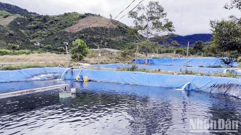 La « capitale » des poissons d'eau froide de Lam Dong est en difficulté car la source d'eau du ruisseau s'épuise progressivement, photo 3