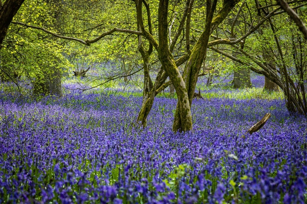 Discover the 5 best places to see bluebells in the UK