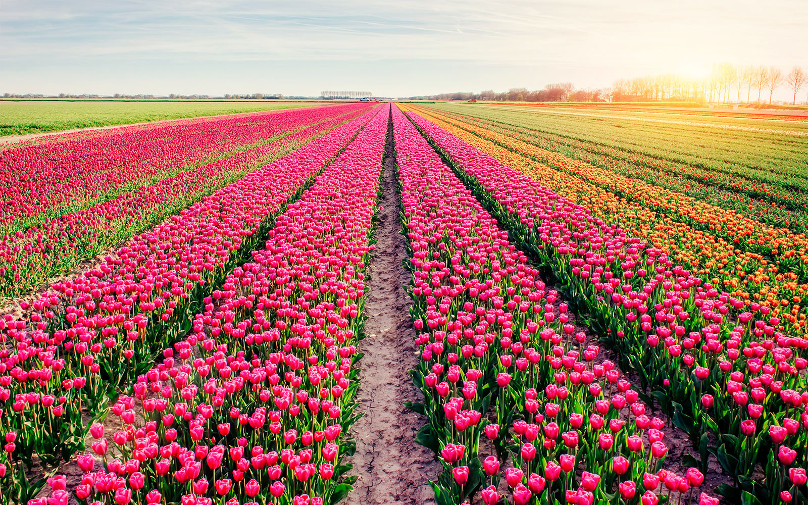 Die 5 attraktivsten Tulpenfelder der Niederlande, die Sie kennen sollten