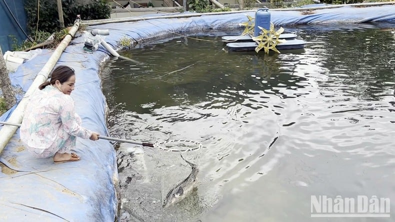 La « capitale » des poissons d'eau froide de Lam Dong est en difficulté car la source d'eau du ruisseau s'épuise progressivement, photo 2