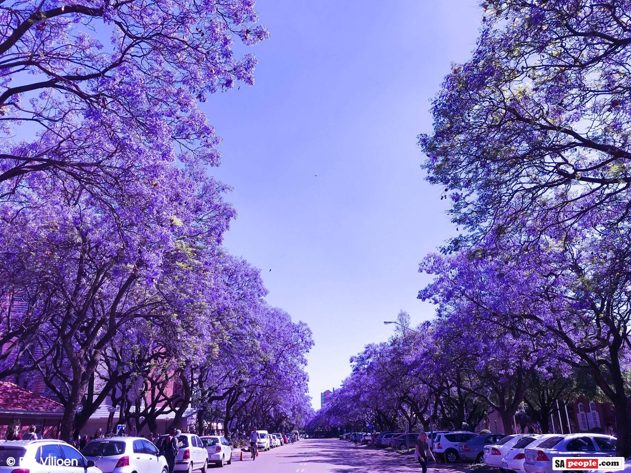 Top 5 places to see beautiful purple jacaranda flowers in South Africa