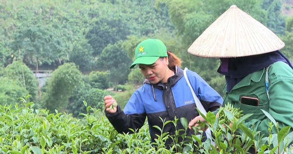 バクカン村全体で茶の木が栽培されており、どの家庭も裕福ですが、貧しい家庭は見当たりません。