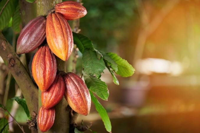 Protecting pollinator populations reduces climate risks while ensuring cocoa yields