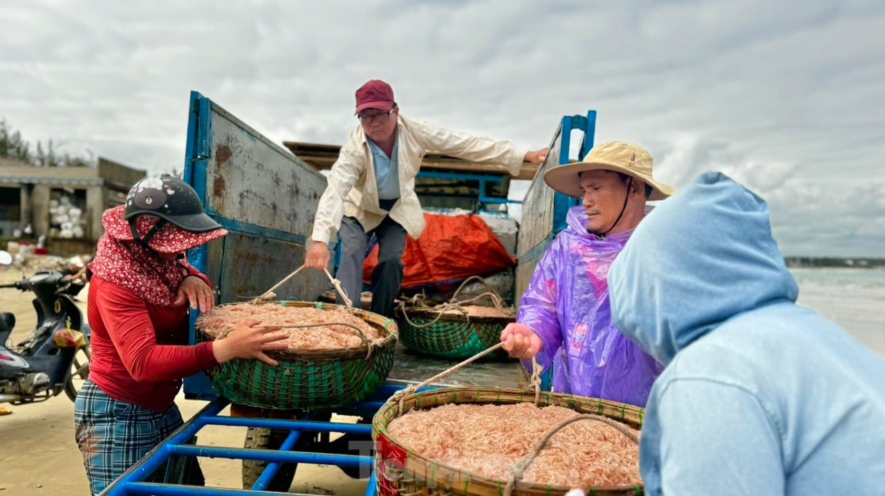 Les pêcheurs de Quang Ngai ont une récolte abondante de crevettes de mer, « gagnant bien » des millions de dongs chaque jour. Photo 19