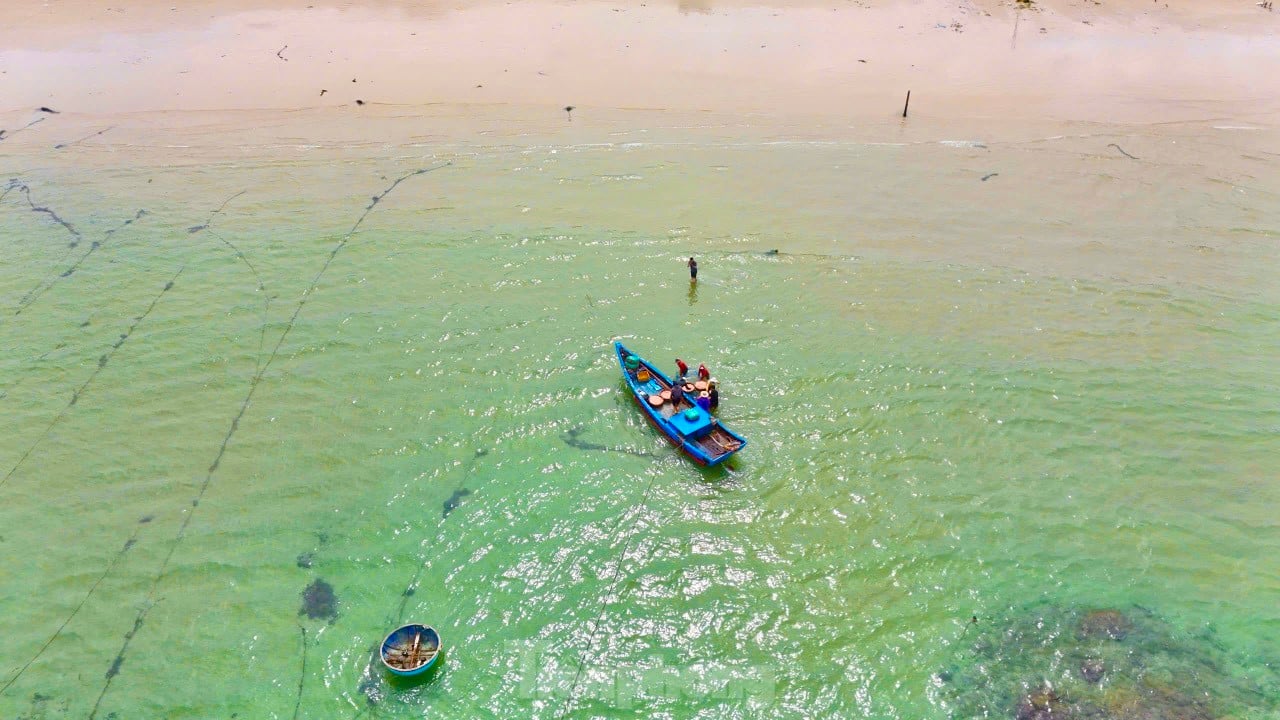 Les pêcheurs de Quang Ngai ont une récolte abondante de crevettes de mer, « gagnant bien » des millions de dongs chaque jour. Photo 1