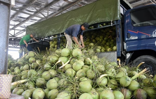 Las exportaciones de coco alcanzan su nivel más alto en 14 años