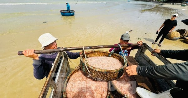 Les pêcheurs de Quang Ngai ont une récolte abondante de crevettes de mer, gagnant des millions de dongs chaque jour