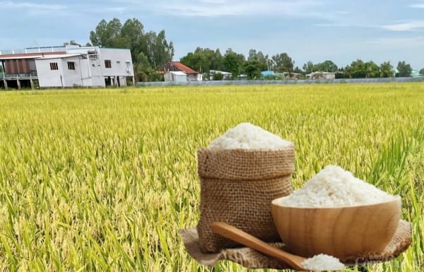 Precio del arroz hoy 18 de febrero: fluctuaciones mixtas