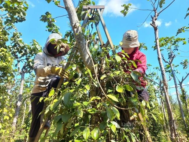 Toàn cầu sụt giảm nguồn cung, giá tiêu Việt Nam liên tục tăng cao, nông dân lãi ngay hàng trăm triệu - Ảnh 1.