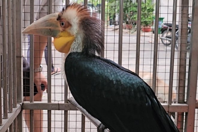 Seltener Nashornvogel fliegt in ein Haus in Ho-Chi-Minh-Stadt