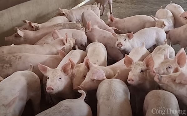 Pig price today February 18, 2025: Mixed fluctuations