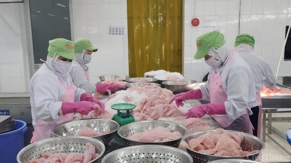 Pangasius exports expected to grow 5-10%