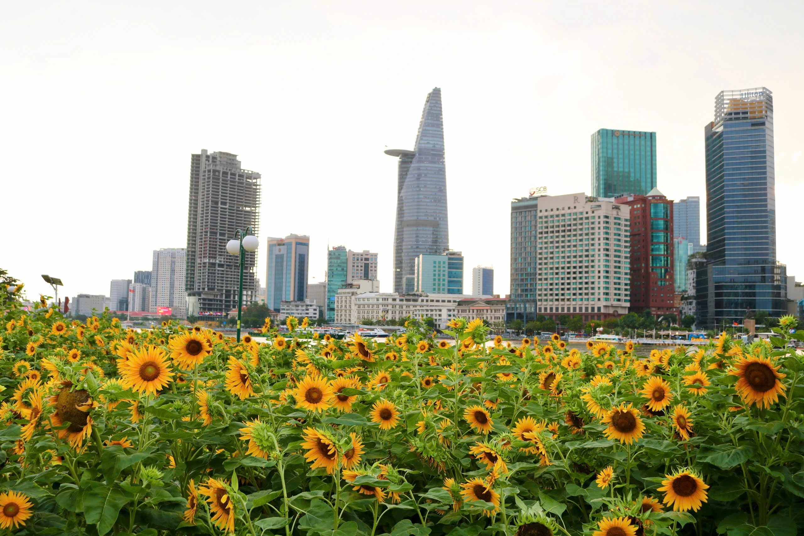 « À la chasse » pour de belles photos dans le champ de tournesols juste à côté du parc au bord de la rivière de Saigon