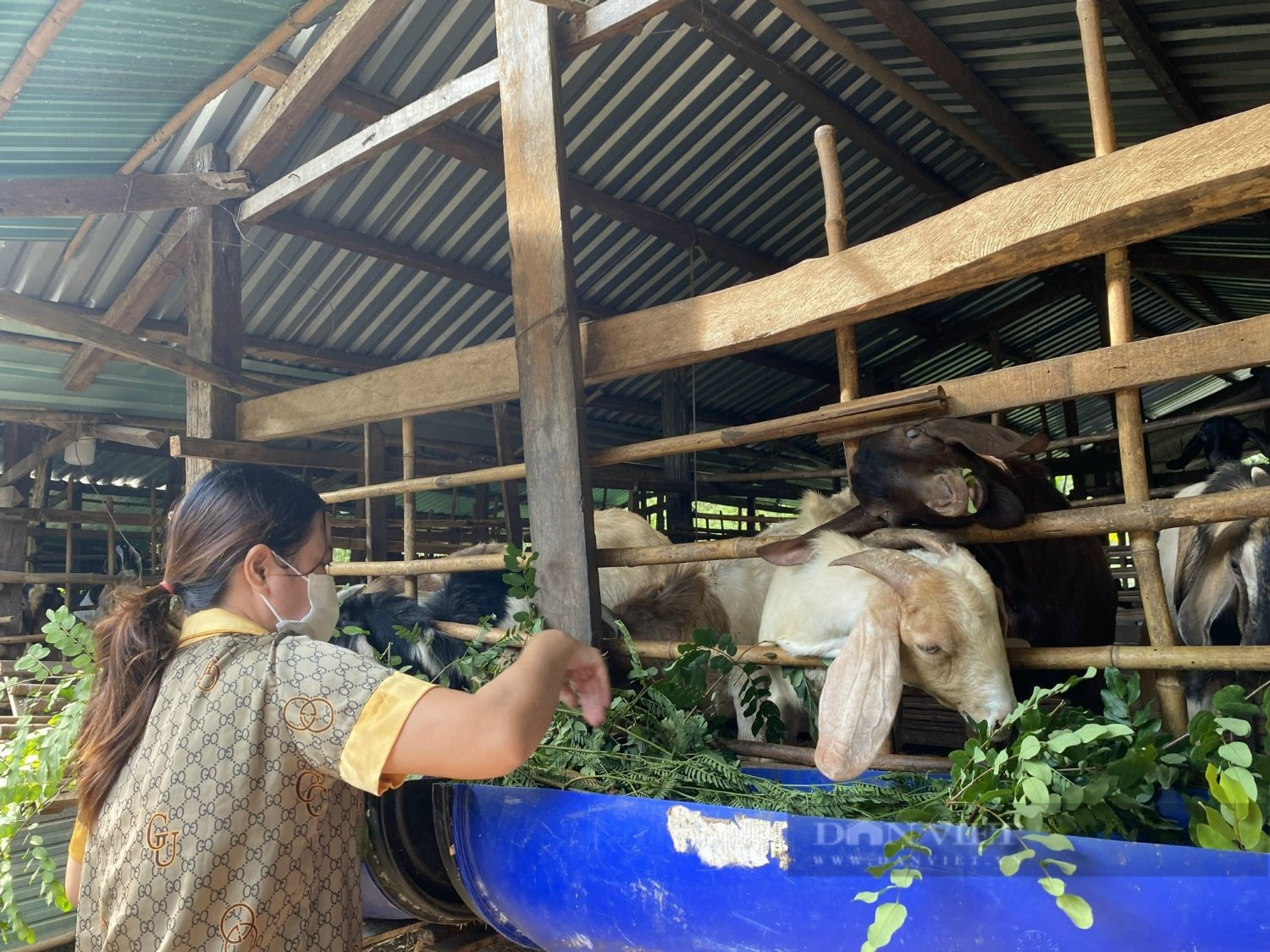 Nông dân Bình Phước không chỉ vay vốn để thoát nghèo, còn làm giàu cho địa phương - Ảnh 4.