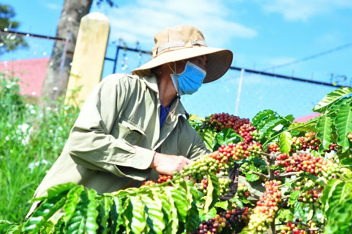 dự báo giá cà phê ngày mai