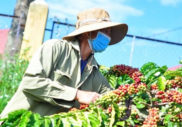 Les prévisions de prix du café pour demain, le 19 février 2025, devraient augmenter de plus de 1 500 VND/kg