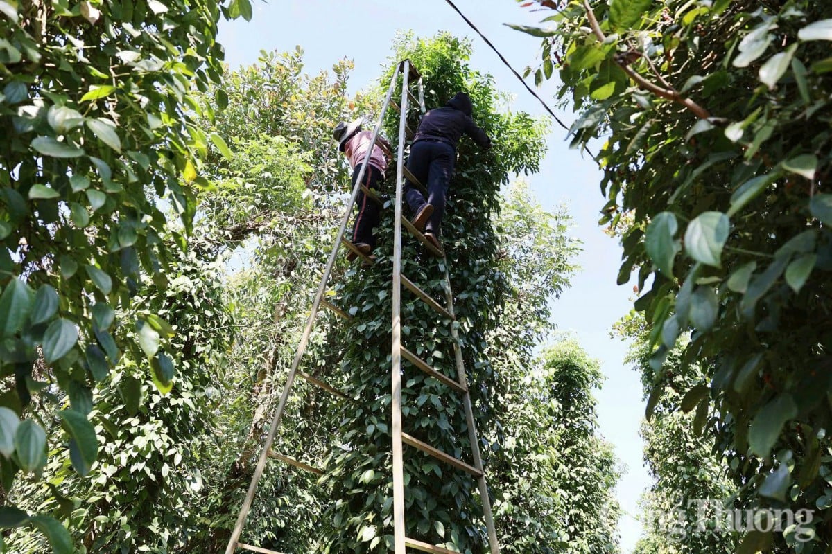 ព្យាករណ៍​តម្លៃ​ម្រេច​ក្នុង​ស្រុក​ថ្ងៃ​ស្អែក ទី​១៩ ខែ​កុម្ភៈ ឆ្នាំ​២០២៥ បន្ត​ឡើង​ថ្លៃ