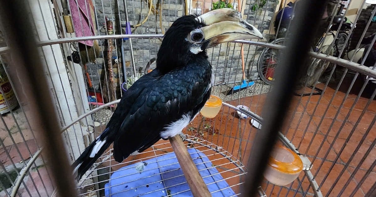 Seltener Vogel fliegt in Haus in HCMC