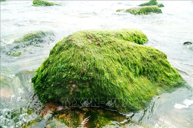 [Foto] Los turistas acuden en masa al pueblo pesquero de Nhon Hai para registrarse durante la temporada de musgo verde. Foto 2