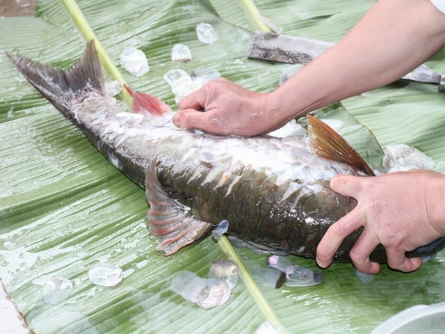 Loài cá chậm lớn, nằm trong 